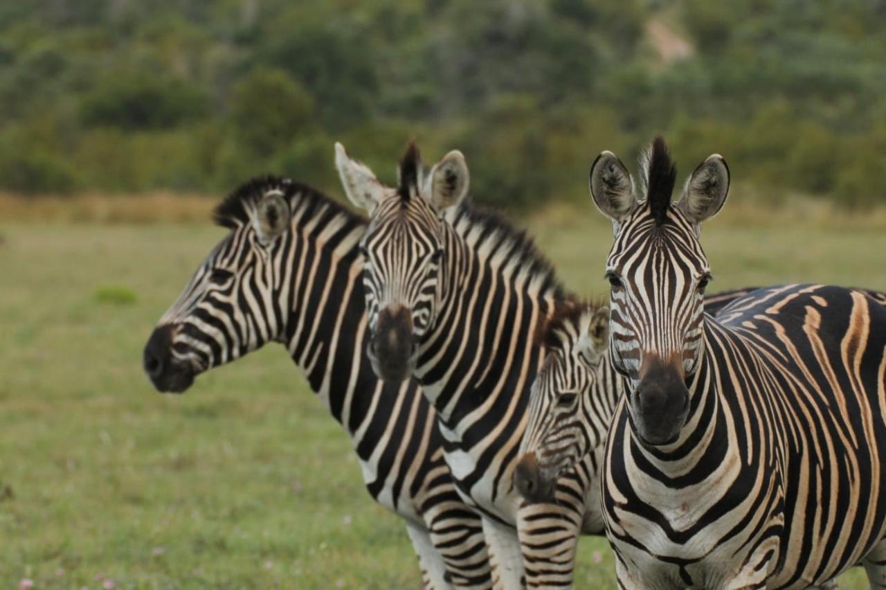 Idube Game Reserve Sabi Sand Game Reserve Exteriér fotografie